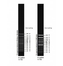 Маркер длин ДНК, 100 bp, 13 фрагментов от 100 до 1000 п.н., 0,1 мкг/мл, Thermo FS